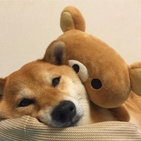 瓜棚掌柜的